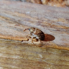 Lignyodes bischoffi