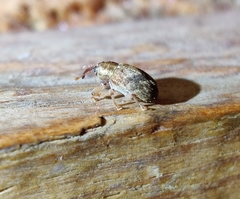Lignyodes bischoffi