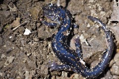 Plethodon ouachitae