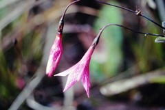 Celiantha imthurniana
