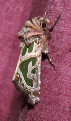 Compsotata elegantissima