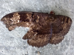 Erebus hieroglyphica