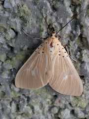 Asota plaginota
