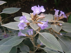 Strobilanthes gossypina