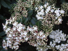 Viburnum tinus