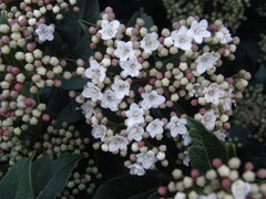 Viburnum tinus