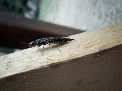 Xiphydria longicollis