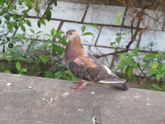 Columba livia domestica