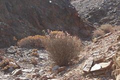 Dyerophytum africanum