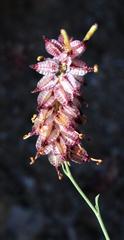 Dyerophytum africanum