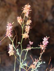 Dyerophytum africanum
