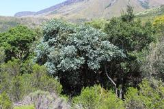 Cussonia paniculata paniculata