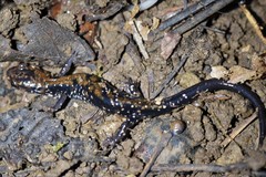 Plethodon ouachitae