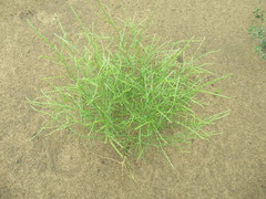 Corispermum declinatum