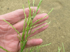 Corispermum declinatum