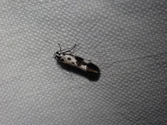Ethmia quadrillella