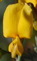 Calobota