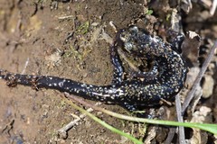 Plethodon ouachitae