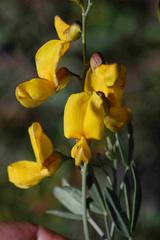 Calobota