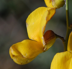 Calobota