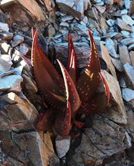 Aloe gariepensis