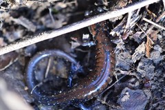 Plethodon ouachitae