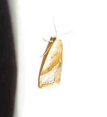 Micrathetis dasarada