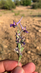 Delphinium peregrinum