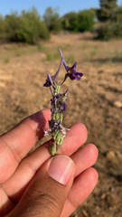 Delphinium peregrinum