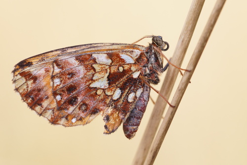 Weaver's Fritillary, Wolfach, Deutschland, photo 9 of 10
