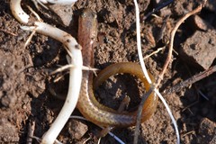 Eurycea multiplicata