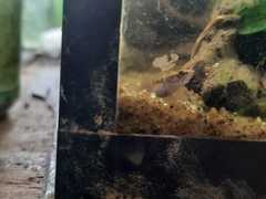 Channa orientalis