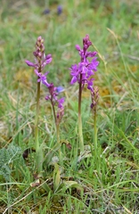 Orchis mascula laxifloriformis