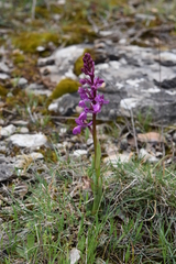 Orchis mascula laxifloriformis