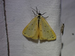 Setina flavicans