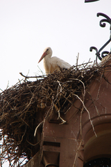 Ciconia ciconia