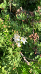 Myrtus communis
