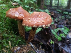 Hemistropharia