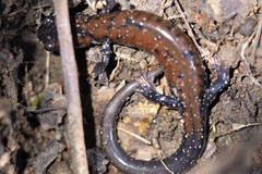 Plethodon ouachitae
