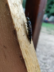 Xiphydria longicollis