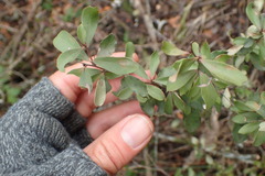 Gymnosporia polyacantha