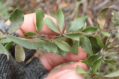 Gymnosporia polyacantha