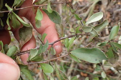 Gymnosporia polyacantha