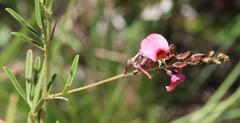 Indigofera punctata