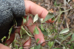Gymnosporia polyacantha