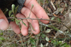 Gymnosporia polyacantha