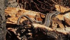 Trachylepis spilogaster