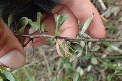 Gymnosporia polyacantha