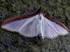 Cydalima laticostalis
