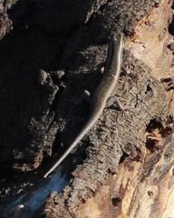 Trachylepis spilogaster